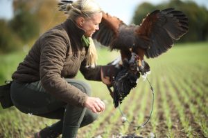 Vertreibung von Tauben, Krähen und Kaninchen (Vergrämung)