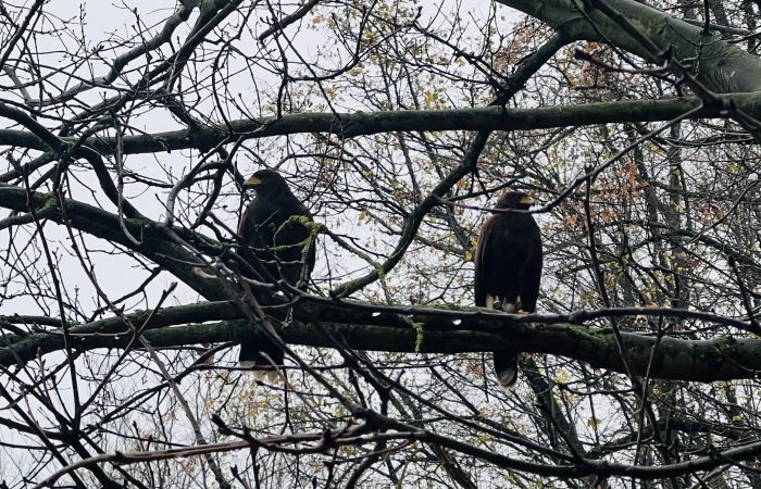 Vertreibung von Tauben und Krähen (Vergrämung) 8