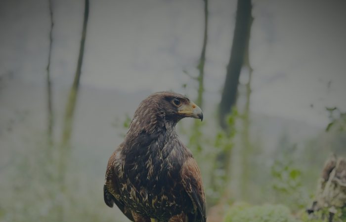 Vertreibung von Tauben und Krähen (Vergrämung) 7