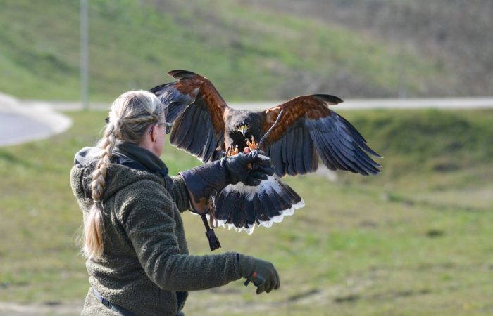 Vertreibung von Tauben und Krähen (Vergrämung) 7